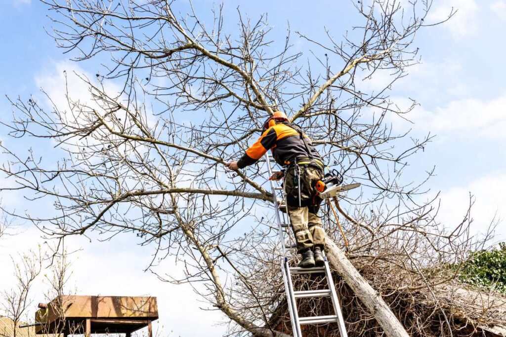 arborist saws old walnut tree over roof in country yard on sunny spring day