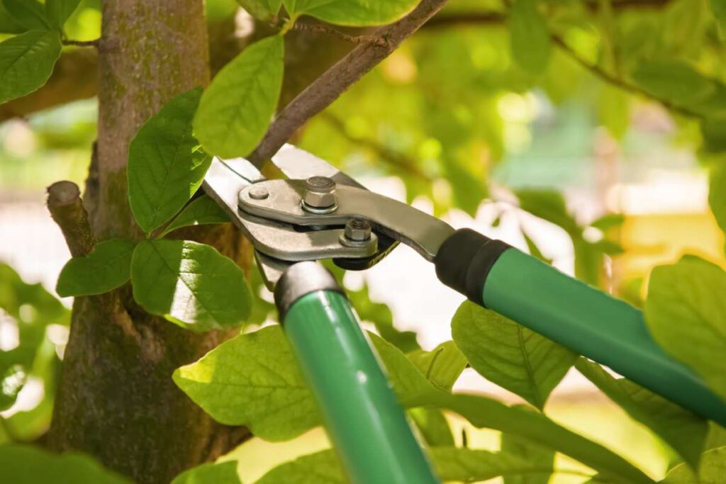 Pruning tree with secateurs outdoors. Gardening tool
