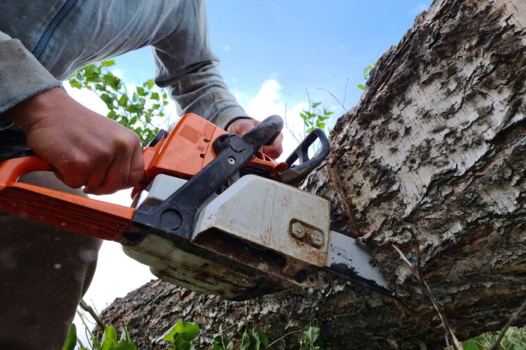 Wondering what an arborist costs in Adelaide in 2026? Our complete pricing guide covers tree removal, pruning, stump grinding, and more