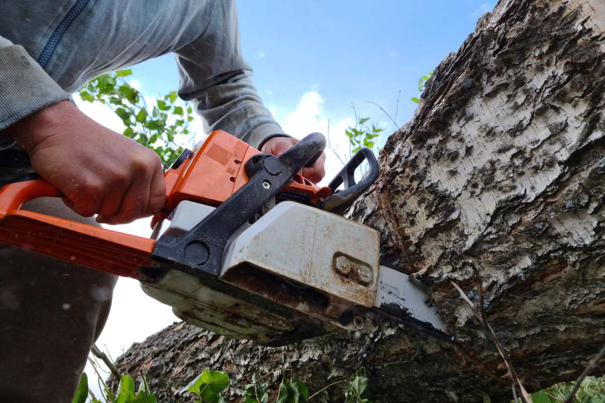 Wondering what an arborist costs in Adelaide in 2026? Our complete pricing guide covers tree removal, pruning, stump grinding, and more