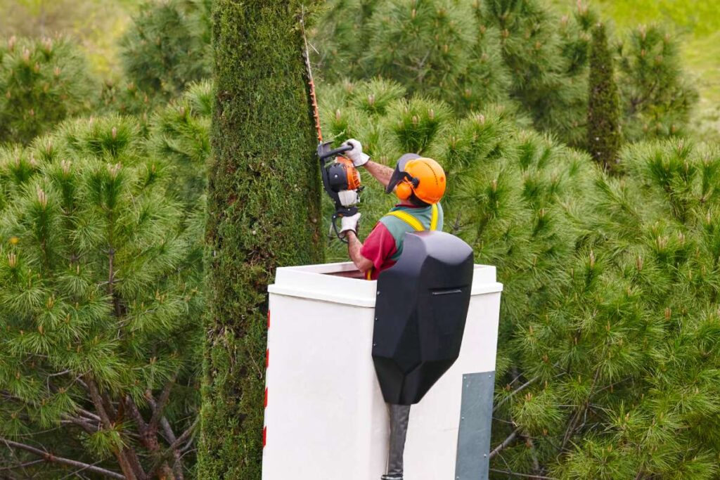 Equipped worker pruning a tree on a crane. Gardening works