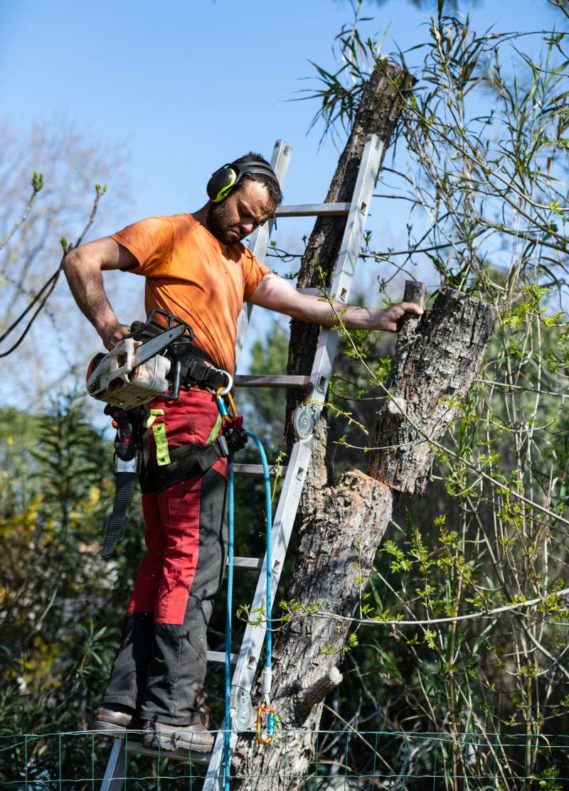 Lumberjack with chainsaw and harness pruning a tree
