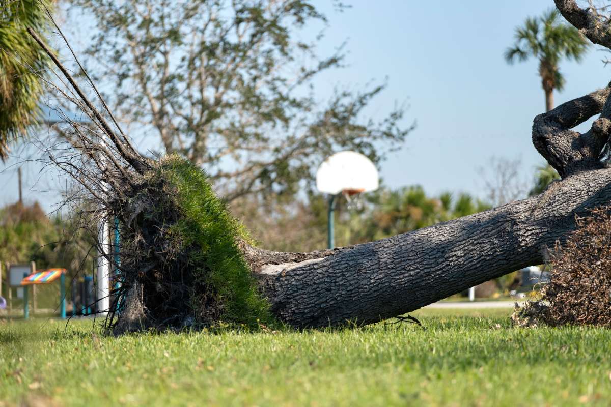 Tree removal after hurricane damage in Florida home backyard. Fallen down debris after strong tropical storm winds. Consequences of natural disaster.