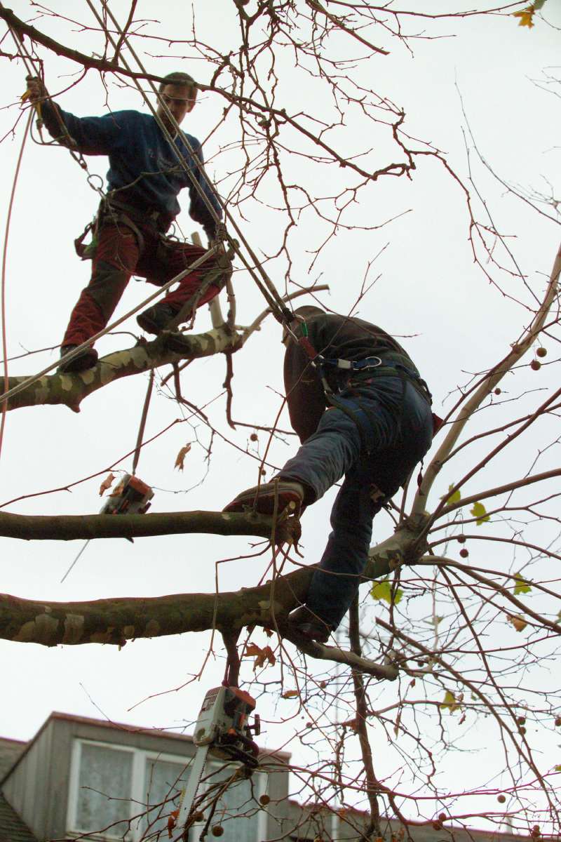 Tree surgeons trimming a tree